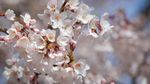 Tak Hanya di Jepang, Bunga Sakura Juga Bermekaran di AS