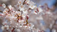 Mulai bermekaran, bunga sakura ini terlihat sangat indah. REUTERS/Brendan McDermid.