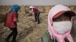 Melihat Peran Perempuan dalam Penghijauan Gurun di China