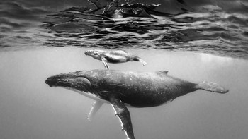 Karya Christian Vizl bertajuk Ocean Ambassadors yang memotret paus dan anaknya . Finalis kategori Natural World & Wildlife. Foto: Sony World Photography Awards