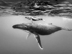 Karya Finalis Sony World Photography Awards Bikin Terpukau