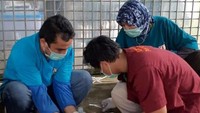 Kepala Balai Besar Konservasi Sumber Daya Alam (BBKSDA) Riau, Suharyono mengatakan kondisi Inung terdapat tiga luka laserasi, bagian medial kaki kiri merupakan bagian terparah dengan infeksi stadium tiga.