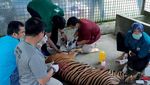 Begini Kondisi Harimau Sumatera Korban Jeratan di Riau