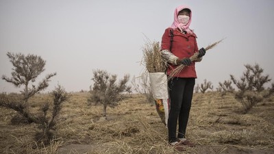 Melihat Peran Perempuan dalam Penghijauan Gurun di China