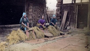 Memanen padi dengan cara tradisional. Foto: Vintages