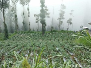 Ternyata Abu Vulkanik Bromo Berkah Bagi Petani Tengger