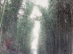 Potret Berwarna Ungkap Suasana Jepang Seabad Silam