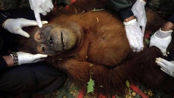 Karya Alain Schroeder bertajuk Saving Orangutan yang memotret penyelamatan Orangutan Sumatera . Finalis kategori Natural World & Wildlife. Foto: Sony World Photography Awards