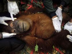 Karya Finalis Sony World Photography Awards Bikin Terpukau