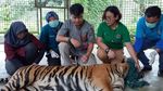 Begini Kondisi Harimau Sumatera Korban Jeratan di Riau