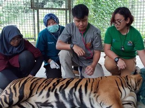 Harimau Inung Rio Mati Akibat Tumor di Mulut