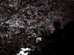 Tak Tahan Keluarkan Ponsel untuk Foto Bunga Sakura Bermekaran