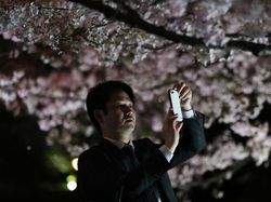 Tak Tahan Keluarkan Ponsel untuk Foto Bunga Sakura Bermekaran