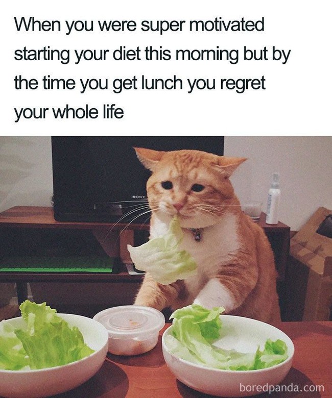 Adam Levine Jadi Juragan Sembako Hingga Meme Diet yang Bikin Ngakak