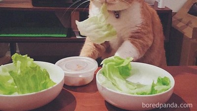 Yang Lagi Diet, Yuk Lihat Dulu Meme yang Bikin Senyum Ini!