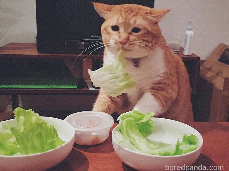 Yang Lagi Diet, Yuk Lihat Dulu Meme yang Bikin Senyum Ini!