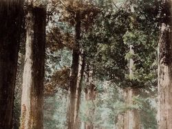 Potret Berwarna Ungkap Suasana Jepang Seabad Silam