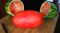 Waduh, kalau yang satu ini harus memiliki keterampilan dan kesabaran agar buah semangka bisa keluar secara utuh dari cangkangnya. Foto: Istimewa