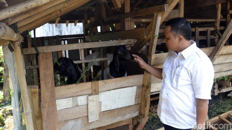 19 Ternak Kambing di Pekalongan Mati dengan Luka Gigitan di Leher 19 Ternak Kambing di Pekalongan Mati dengan Luka Gigitan di Leher