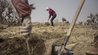 Para perempuan itu mengenakan pakaian lengan panjang dan menutup bagain wajah mereka dengan kain untuk menghalau panas sinar matahari selama proses penanaman bibit pohon. Wang HE/Getty Images.