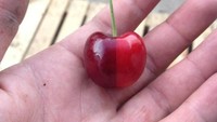 Buah cherry imut ini punya gradasi warna yang berbeda. Uniknya, ada garis pembatas yang lurus sehingga tampilan buah menjadi keren. Foto: Istimewa