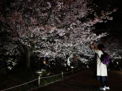 Tak Tahan Keluarkan Ponsel untuk Foto Bunga Sakura Bermekaran