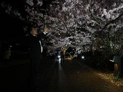 Tak Tahan Keluarkan Ponsel untuk Foto Bunga Sakura Bermekaran