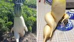 Yang Lagi Diet, Yuk Lihat Dulu Meme yang Bikin Senyum Ini!