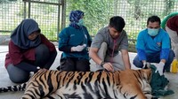 Harimau sumatera yang terjerat di Kabupaten Pelalawan, Riau mengalami luka serius.
