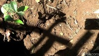 Begini lokasi TKP tempat bayi berusia 5 bulan yang dikubur ibunya hidup-hidup di belakang rumah dengan kedalaman 30 centimeter.