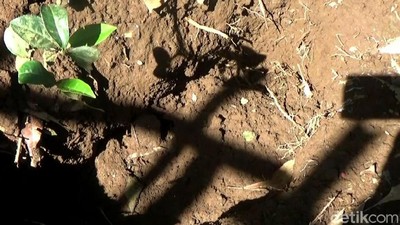 TKP Lubang Bayi yang Dikubur Hidup-hidup Ibunya di Purwakarta