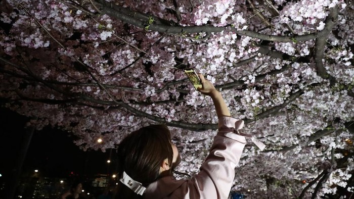 TOKYO, JAPAN - MARCH 27: A man takes a photograph with his smartphone of blooming cherry blossom trees at the National Theatre of Japan on March 27, 2019 in Tokyo, Japan. The blossom is deeply symbolic in Japan, it only lasts for around one week and marks the beginning of spring. It is claimed that the short-lived existence of the blossom taps into a long-held appreciation of the beauty of the fleeting nature of life, as echoed across the nations cultural heritage. (Photo by Takashi Aoyama/Getty Images)