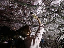 Tak Tahan Keluarkan Ponsel untuk Foto Bunga Sakura Bermekaran