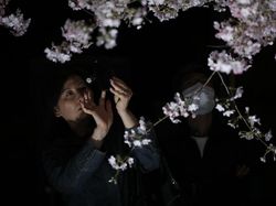 Tak Tahan Keluarkan Ponsel untuk Foto Bunga Sakura Bermekaran