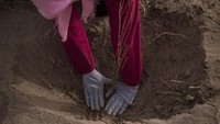 China punya misi tersendiri untuk menghijaukan bumi. Sejumlah perempuan kemudian dipekerjakan untuk menanam pohon di daerah tandus di Provinsi Gansu, China. Wang HE/Getty Images.