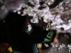 Tak Tahan Keluarkan Ponsel untuk Foto Bunga Sakura Bermekaran
