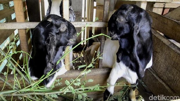 2 Pekan Terakhir, 19 Ternak Kambing di Pekalongan Mati Misterus