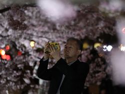 Tak Tahan Keluarkan Ponsel untuk Foto Bunga Sakura Bermekaran