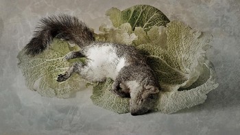 Karya Peter M. Madsen bertajuk Memento mori . Finalis kategori Sport. Foto: Sony World Photography Awards