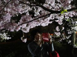 Tak Tahan Keluarkan Ponsel untuk Foto Bunga Sakura Bermekaran