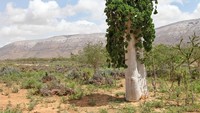 Berbagai pepohonan yang unik-unik di sana disebut traveler seperti di film-film Sci-Fi saja (iStock)