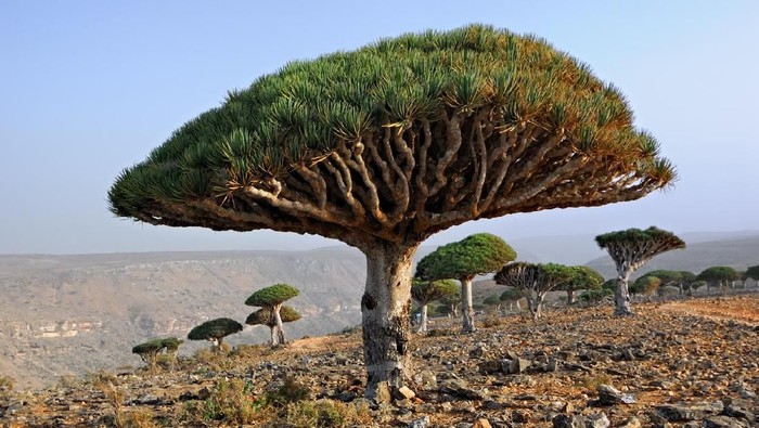 Pulau Socotra