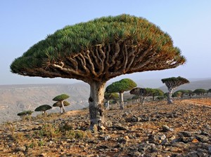 Anehnya Pulau Socotra yang Disebut Tempat Dajjal Sembunyi