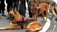 Anjing-anjing pelacak itu dikerahkan untuk menyisir dan mengamankan area-area di sekitar Hotel Shangri-La, Jakarta.