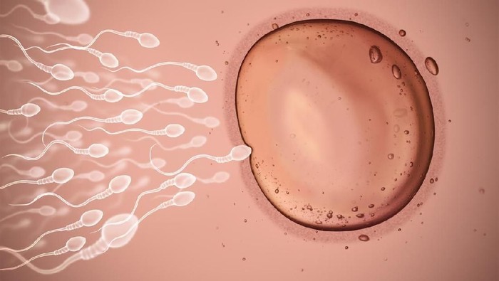 ilustrasi sperma