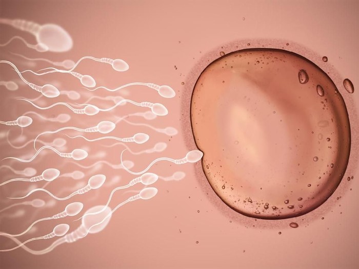 ilustrasi sperma