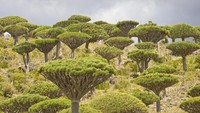 Pepohonan di Socotra memiliki dahan yang menghadap ke atas, dengan daun yang hanya tumbuh di ujung dahan. Dragon Tree, itu sebutannya (iStock)