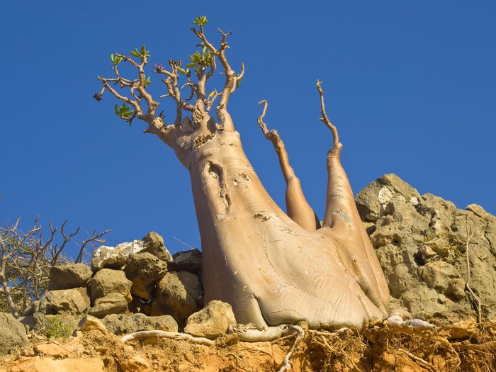 Pulau Socotra Pulau Socotra