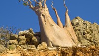 Ada sekitar 825 spesies tumbuhan langka dan hanya ada di Pulau Socotra, salah satunya Golden Bottle Tree (iStock)
