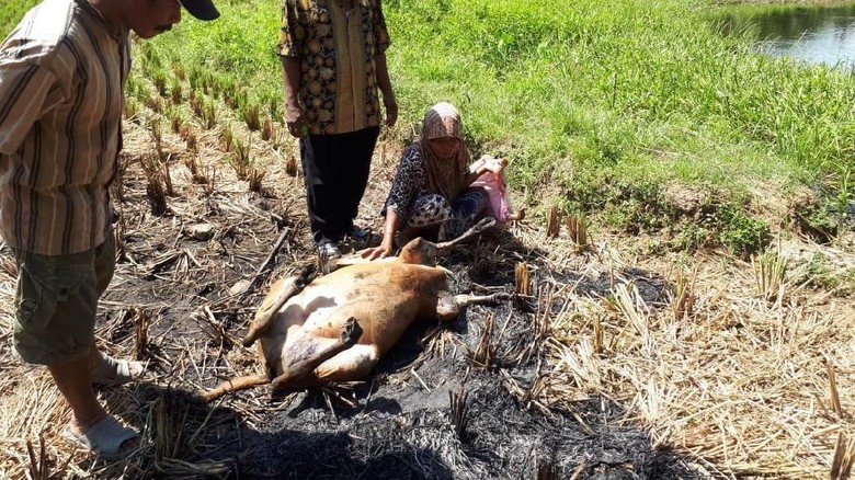 Warga Sulbar Kejar Kawanan Anjing yang Mangsa Ternak Sapi Warga Sulbar Kejar Kawanan Anjing yang Mangsa Ternak Sapi